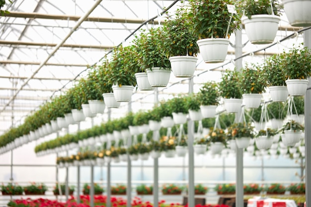 Various houseplants hanging in pots at greenhouse