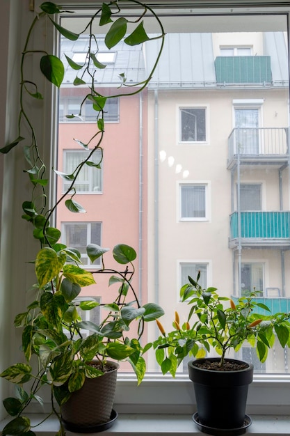 사진 창문에 다양한 실내 식물 가정 정원 녹지 식물과 함께 인테리어 디자인 취미 개념