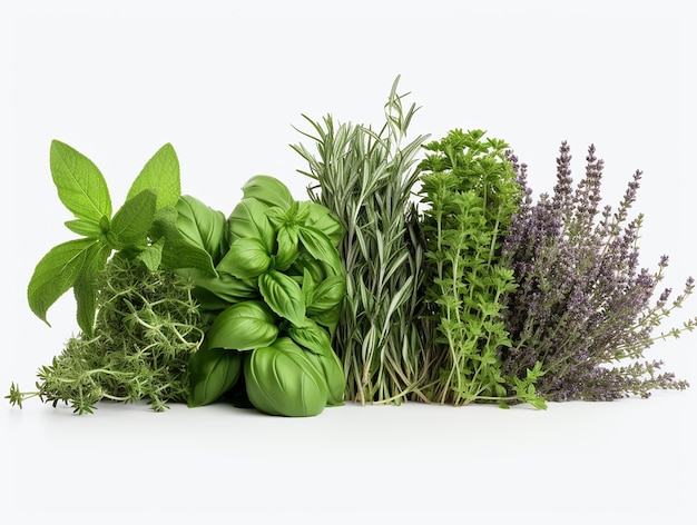 Various Kinds of Herbs on White Background