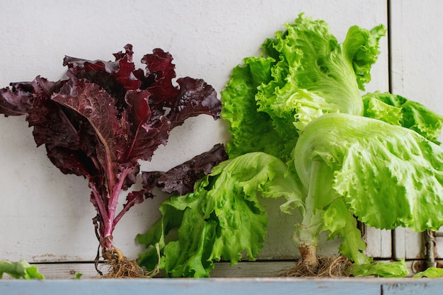 Various of leaf salad