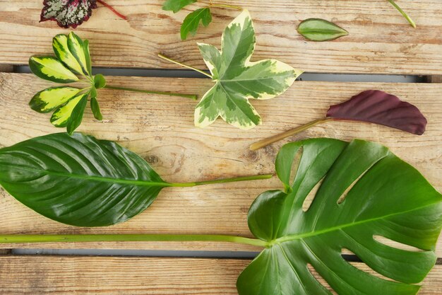 Various leaves on wooden background