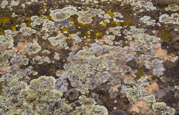 Photo various lichen