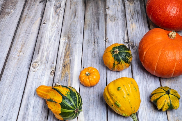 Various ornamental decorative gourds and hokkaido gourds on an old tabletop copyspace negative space