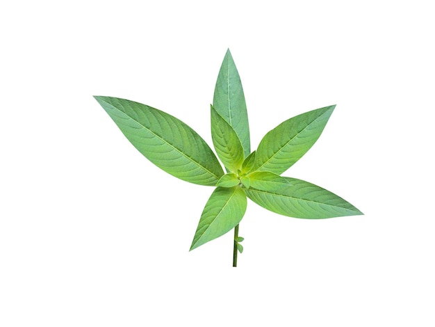 various parts of Ludwigia octovalvis is traditionally used to treat skin diseases diarrhea etc