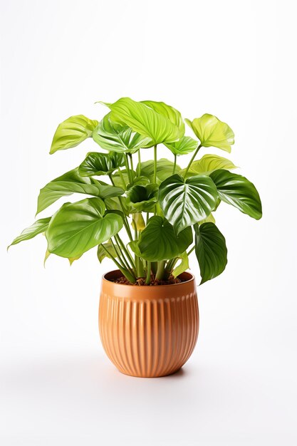 Photo various philodendron in terracotta pot isolated on white background