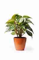 Photo various philodendron in terracotta pot isolated on white background