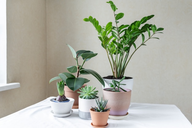 Various plants in different pots on table. Indoor garden home. Green garden in the room