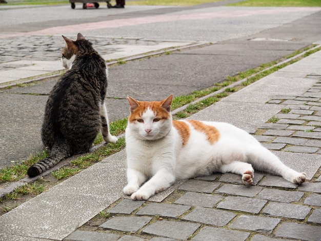 猴硐の猫たちのいろいろなポーズ