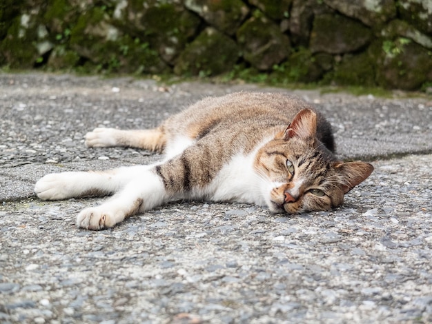 Фото Различные позы кошек хоу тонга