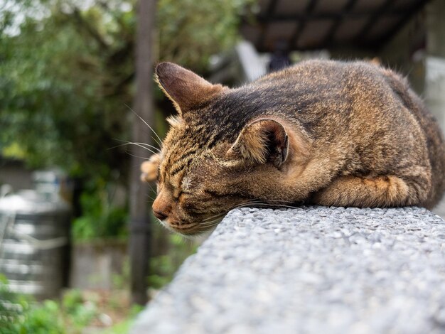 Фото Различные позы кошек хоу тонга