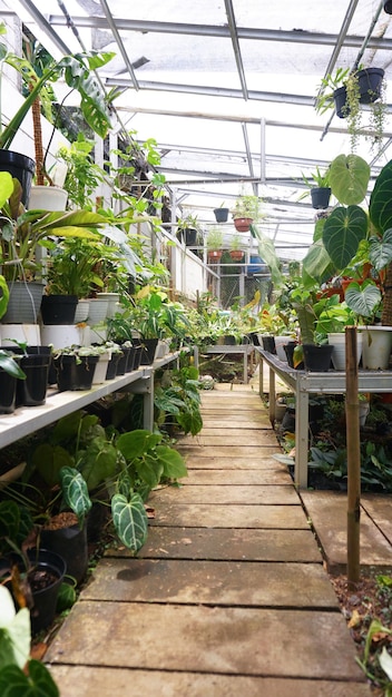 Various potted plants arranged in greenhouse. Plant lovers concept. Green house plants interior.