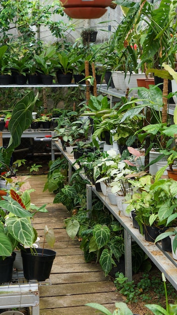 Various potted plants arranged in greenhouse. Plant lovers concept. Green house plants interior