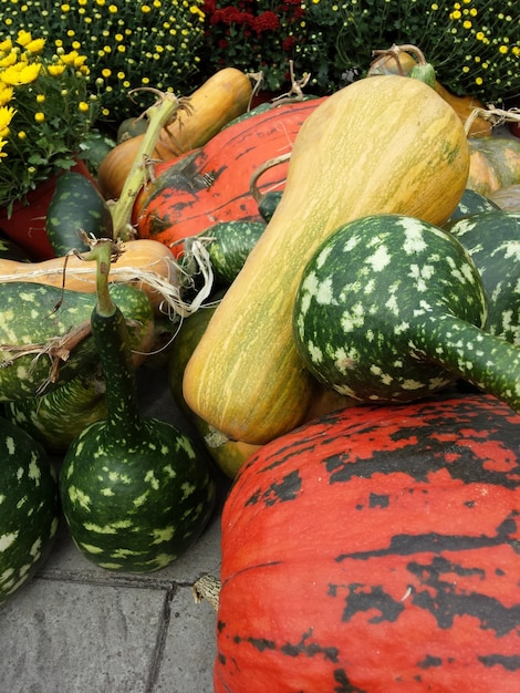 Photo various pumpkins on floor