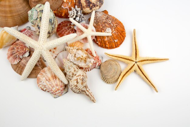 Various sea shells, concept, design, photo, background