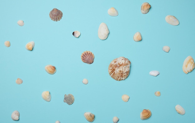 Various seashells on a blue background top view