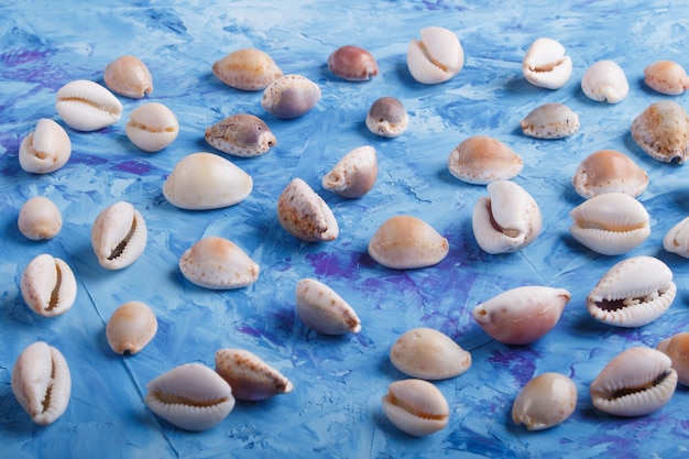 Various seashells, side view.