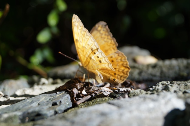 Varie forme e colori di farfalle all'aperto - concetto di foto di animali