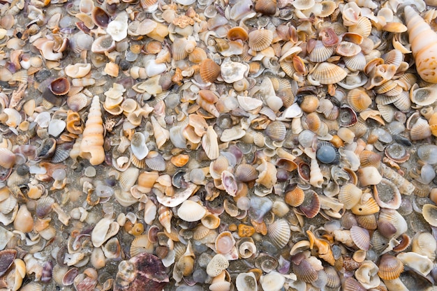 Various small shell yard texture on the beacch.