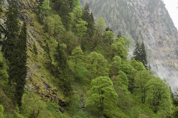 Различные деревья в горах