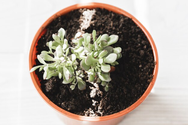 Various Type of Succulent Flowering House Plants