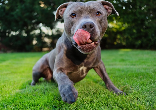 面白い行動と面白い外観を持つさまざまな種類の犬犬の動物の写真のコンセプト