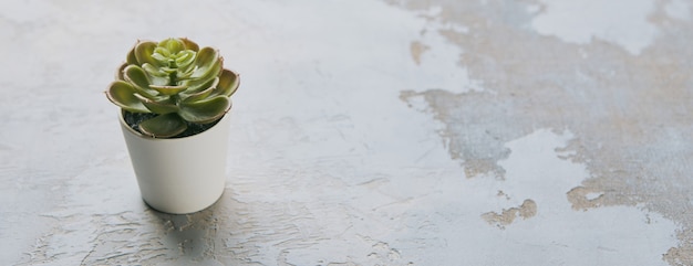 Vari tipi di piante succulente di echeveria havortia in vasi di argilla su sfondo scandinavo h...