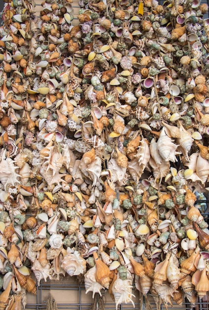 Various types of little seashells attached on a net