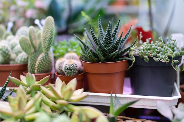 Various types of mini cactus kalanchoe succulent house plants in plastic pots flower shop