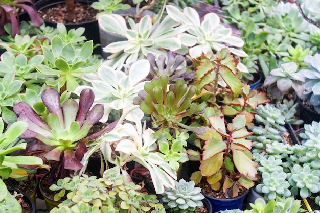 Various types of succulent in flower pots in the greenhouse