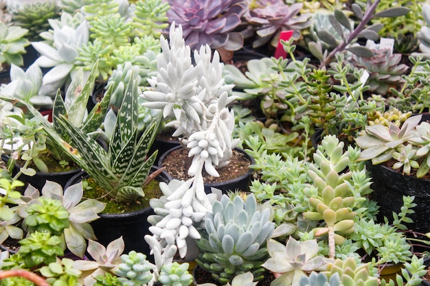 Vari tipi di succulenti in vasi da fiori in serra