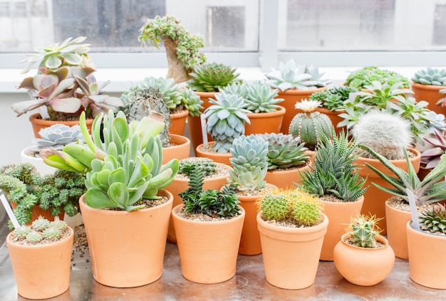 Various types of succulent in flower pots in the greenhouse