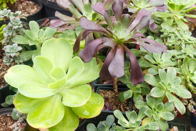 Various types of succulent in flower pots in the greenhouse