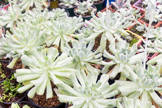 Various types of succulent in flower pots in the greenhouse