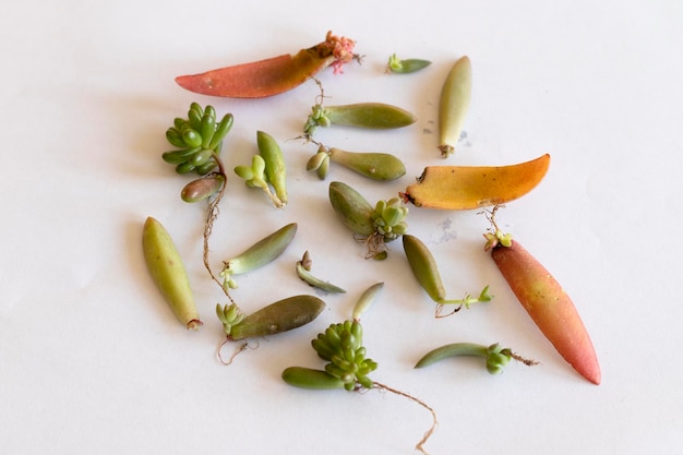 Various types of succulents leaves with roots
