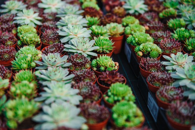 Various types of succulents in pots