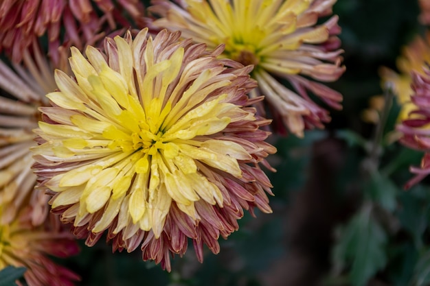 Various varieties and styles of chrysanthemums