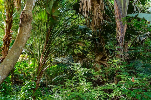 三亜市柳田公園の熱帯林に生息するさまざまな植生、花、樹木。海南島、中国。