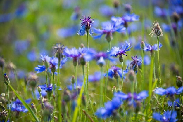 Various wild flowers in a beautiful summer field lit by sun