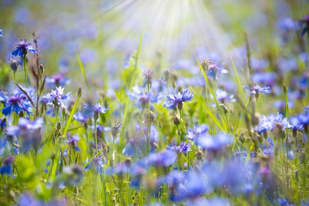 Various wild flowers in a beautiful summer field lit by sun