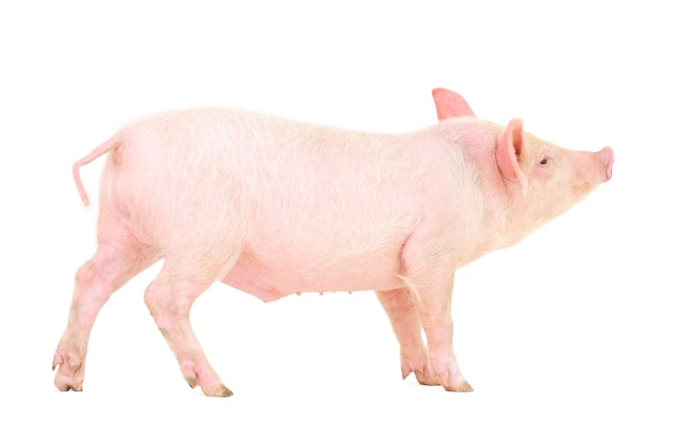 Foto varken geïsoleerd op een witte achtergrond