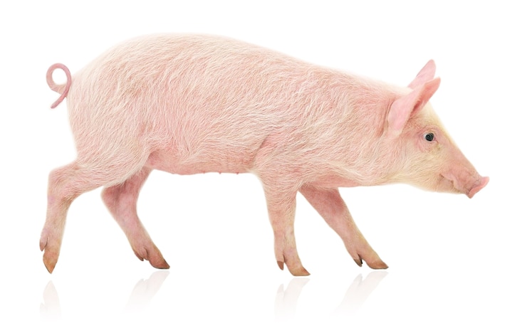 Foto varken geïsoleerd op wit