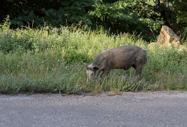 Varken graast vrij in bergachtig terrein in het bos op een zomerdag close-up regio Tzoumerka Griekenland bergen Pindos