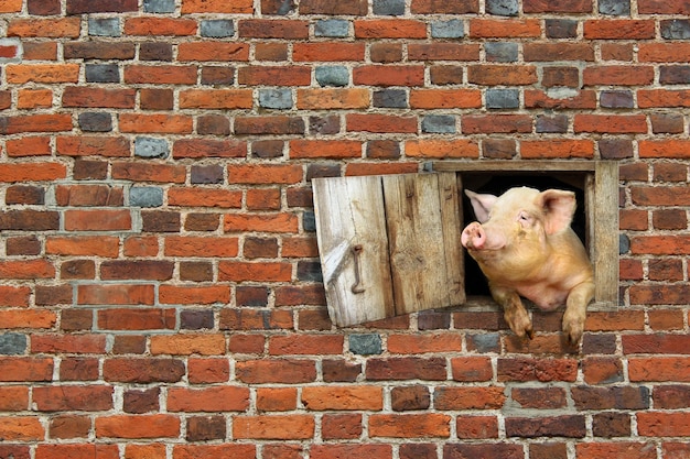 varken kijkt uit het raam van de schuur op de rode bakstenen muur