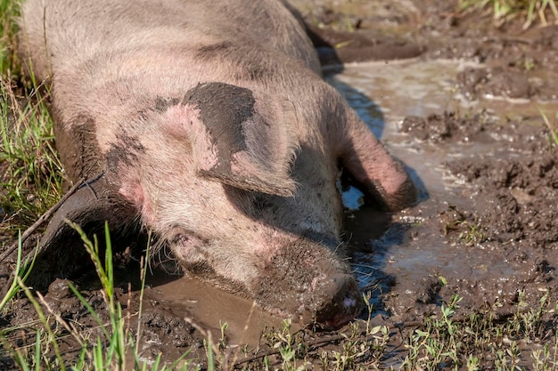 Varken ligt in de modder