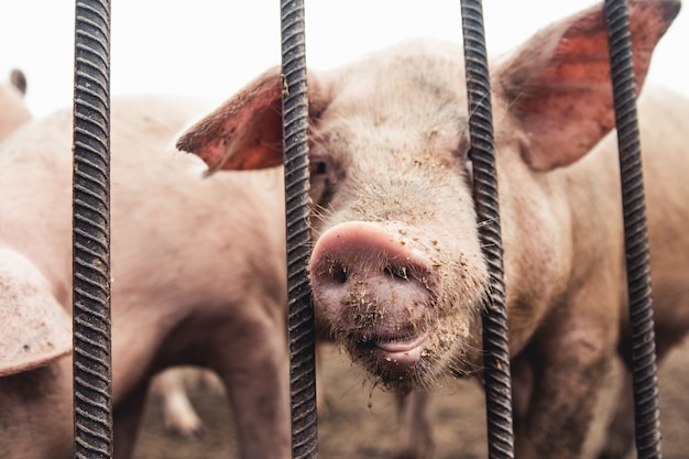 Varken op de boerderij. Slechte omstandigheden, huisdieren