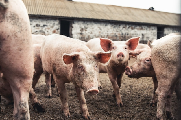 Varken op de boerderij. Slechte omstandigheden, huisdieren