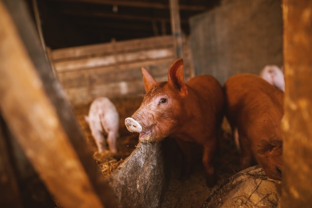 varken spelen in een varkensstal