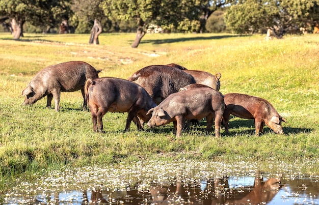 Varkens die in de herfst in het veld eten