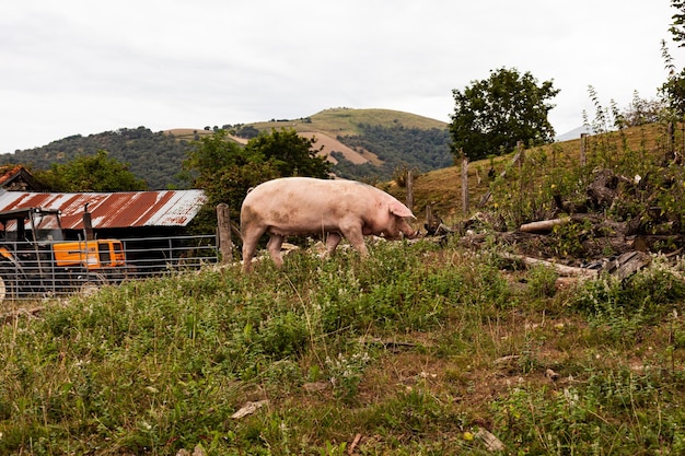 Varkens eten op een weiland in een biologische vleesboerderij