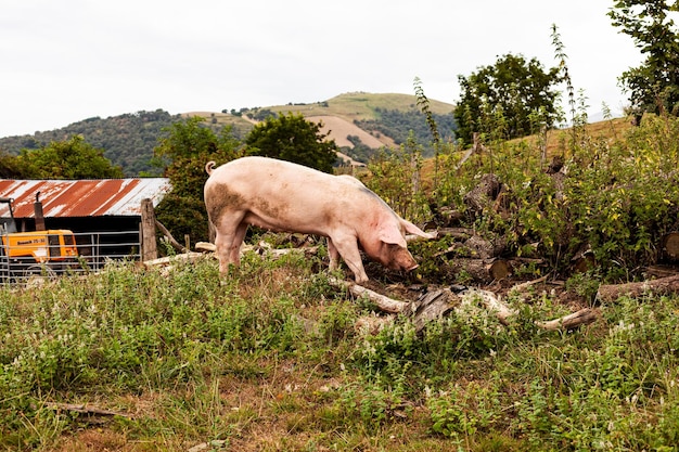 Varkens eten op een weiland in een biologische vleesboerderij